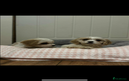 Cavachon dogs for sale: Cavachon Puppies  - Advert 9