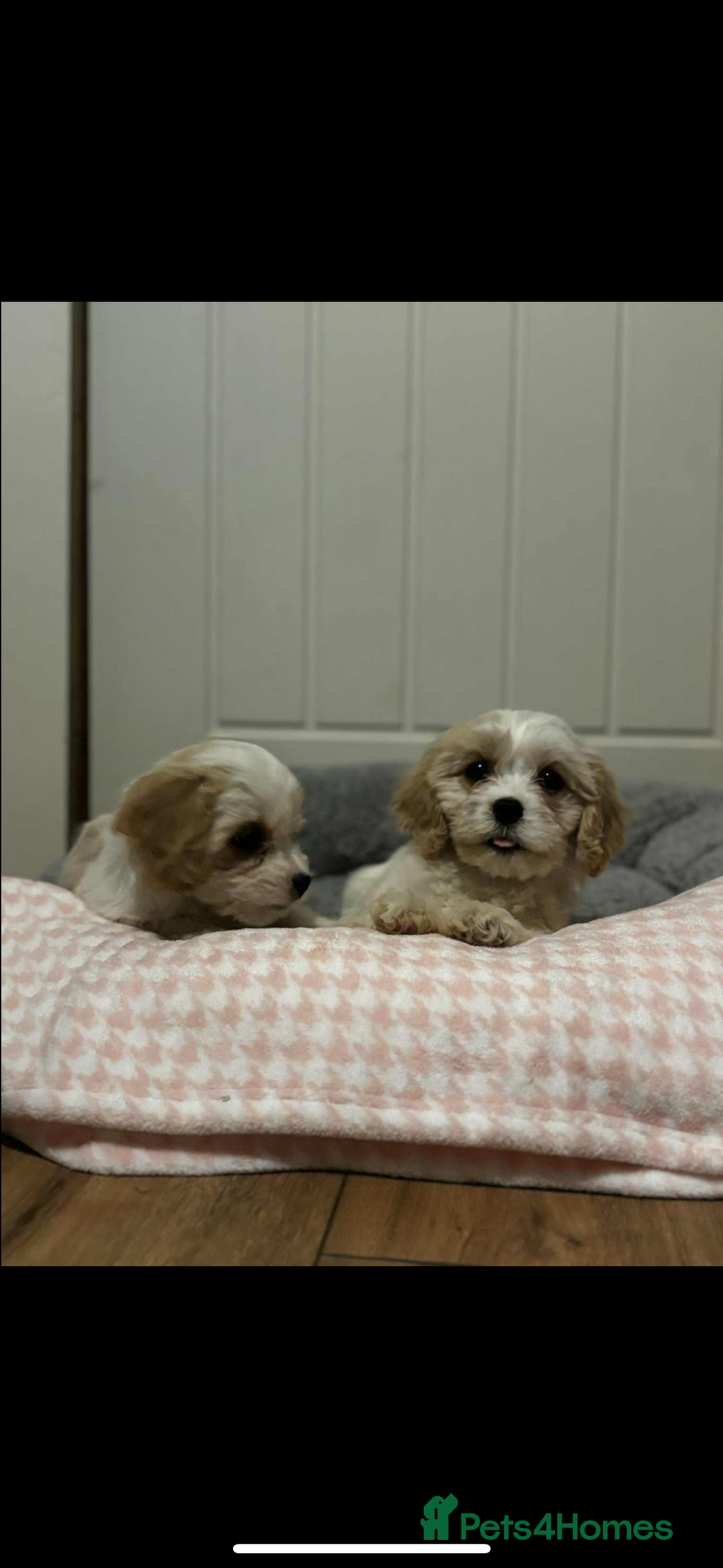 Cavachon dogs for sale: Cavachon Puppies  - Advert 9