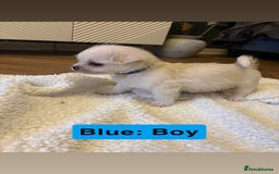 Mixed Breed dogs for sale: Beautiful Pug × Bichon Frise Puppies – Ready 08/12 - Advert 9
