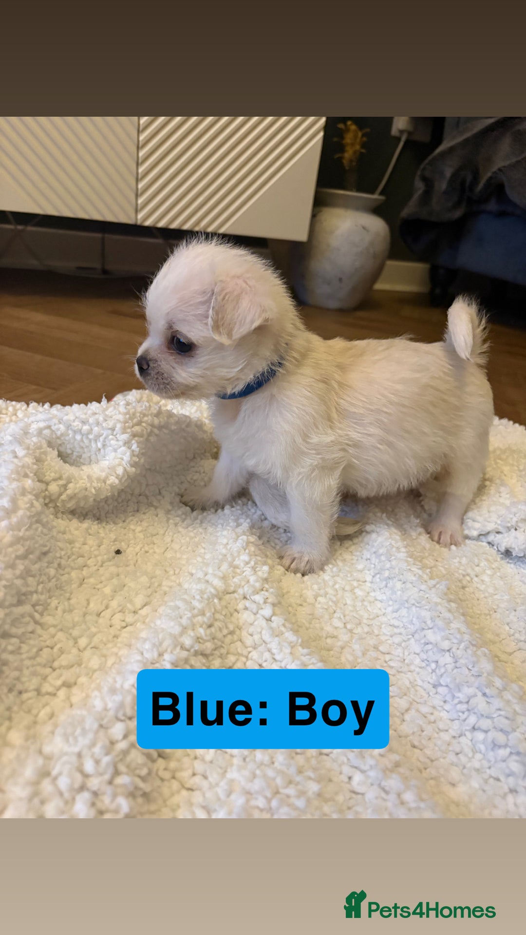 Mixed Breed dogs for sale: Beautiful Pug × Bichon Frise Puppies – Ready 08/12 - Advert 9