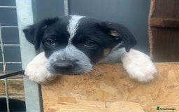 Border Collie dogs for sale: Gorgeous Border Collie - Advert 3