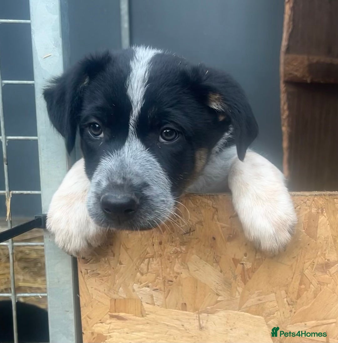 Border Collie dogs for sale: Gorgeous Border Collie - Advert 3