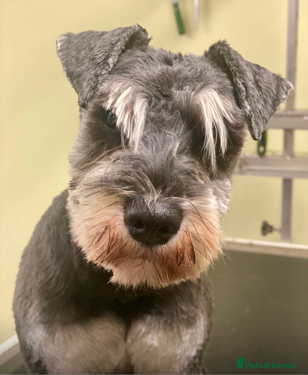 Miniature Schnauzer dogs for sale: Miniature Schnauzer pups - Image 11