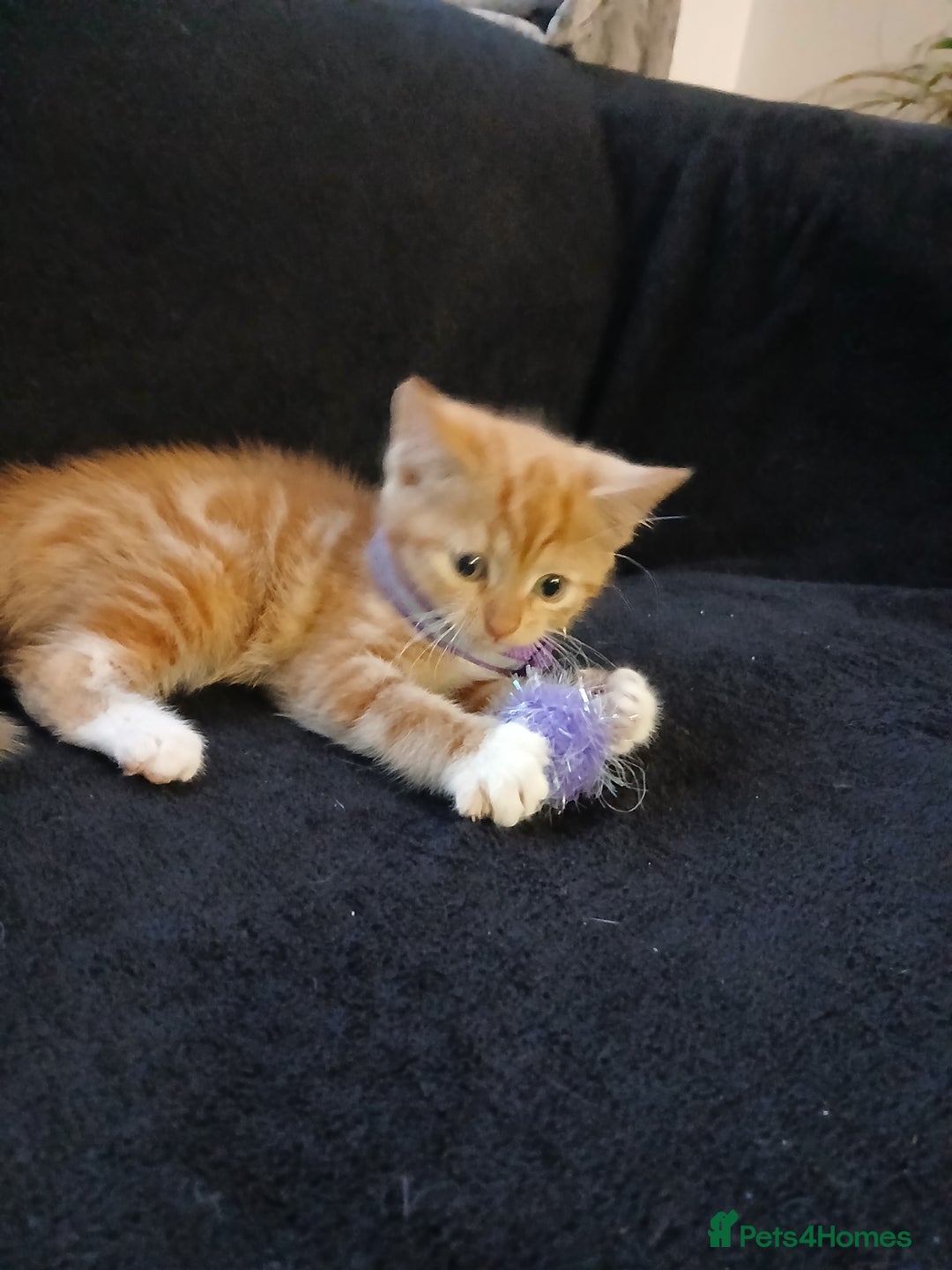 Mixed Breed cats for sale: Gorgeous mixed kittens - Advert 7