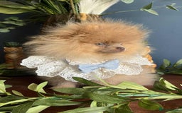 Pomeranian dogs for sale: Stunning pick of the litter Pomeranian Boy - Image 7