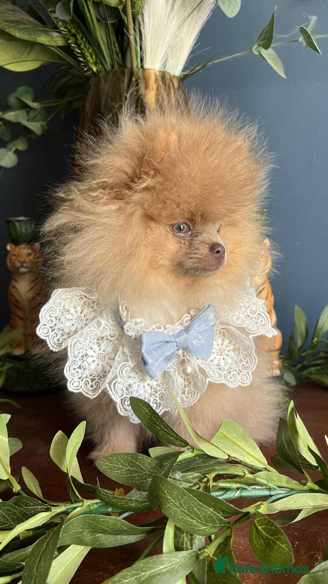 Pomeranian dogs for sale: Stunning pick of the litter Pomeranian Boy - Image 7