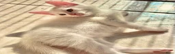 Domestic Shorthair cats for sale: 🐾 4 Lovely Kittens Looking for Homes  🐾    - Advert 7