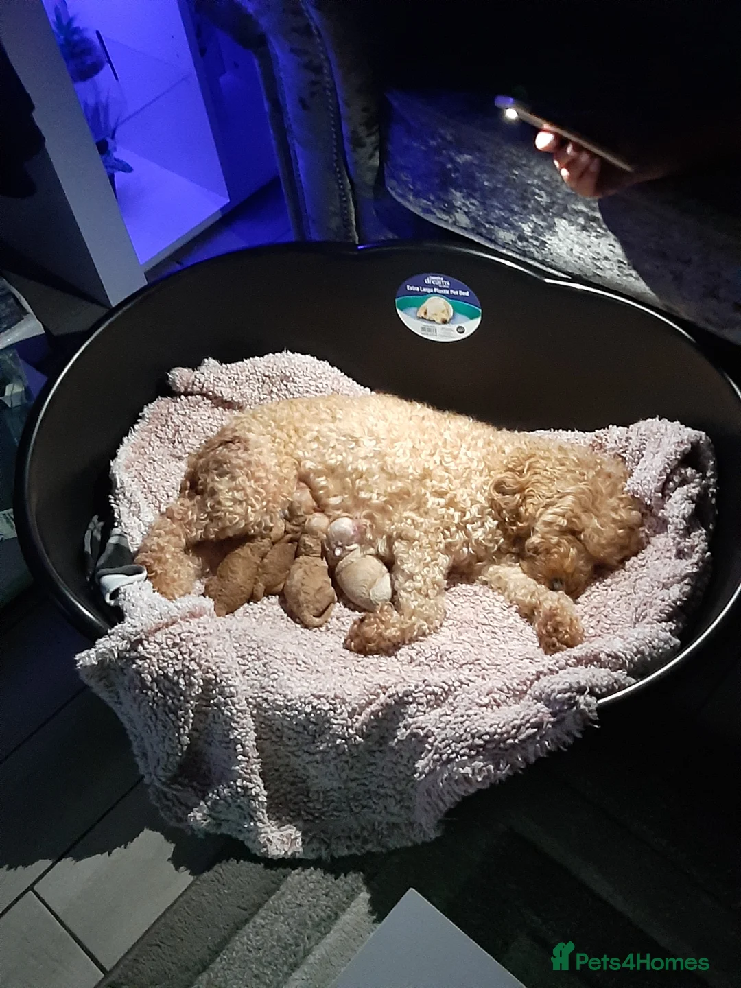 Cockapoo dogs for sale: Lola cockapoo - Advert 1
