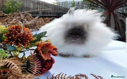 Angora rabbits for sale: 🧡Teddydwerg babies- Imported parents🧡 - Image 1