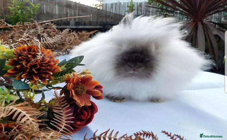 Angora rabbits - Advert 1