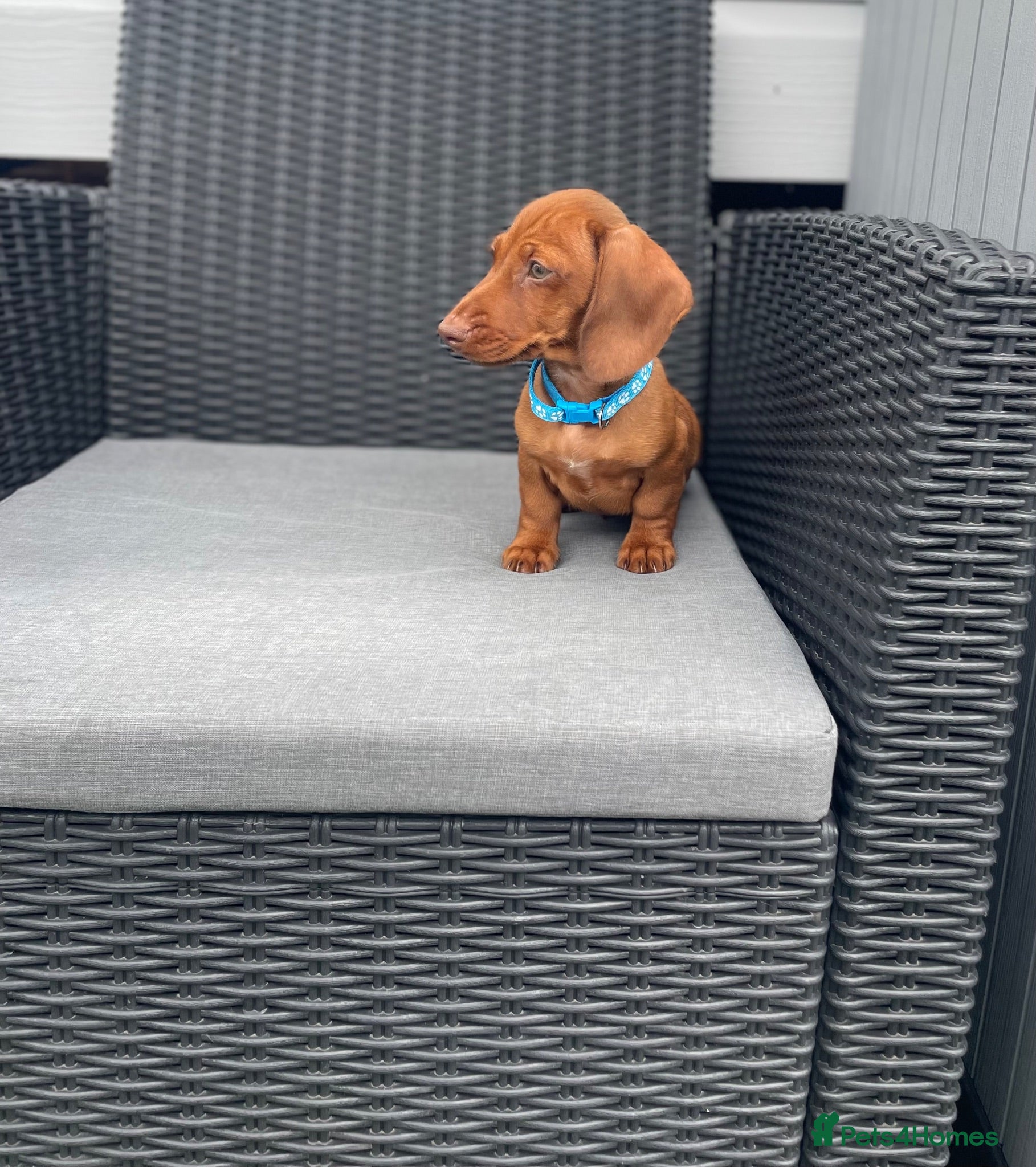 Miniature Dachshund dogs 💖💙beautiful Dachunds ready now 💖💙 - Advert 2