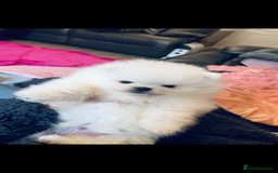 Pomeranian dogs for sale: Stunning teddybear face Boys Ready🌟 - Advert 37