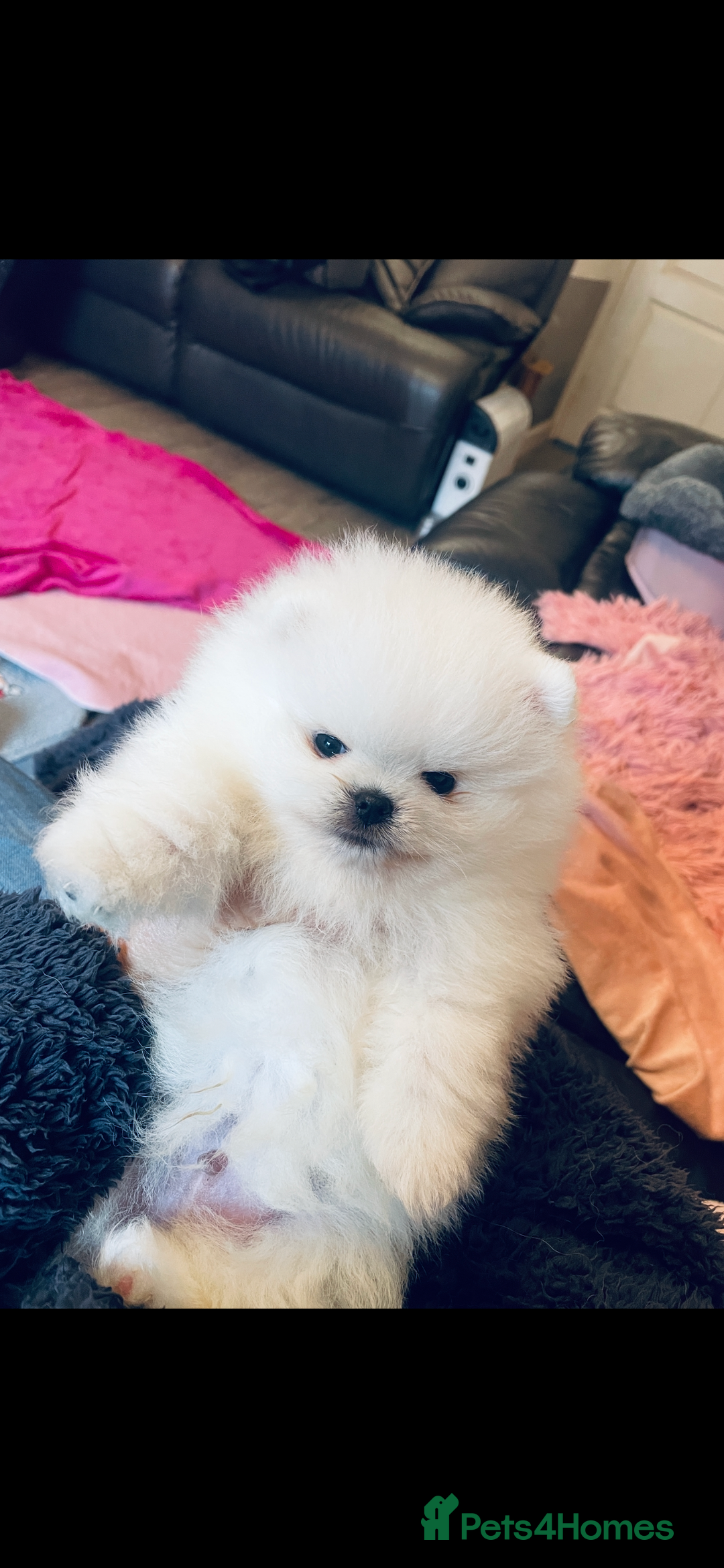 Pomeranian dogs for sale: Stunning teddybear face Boys Ready🌟 - Advert 37