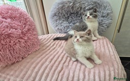 British Shorthair cats for sale: GCCF reg with champions in pedigree - Image 12