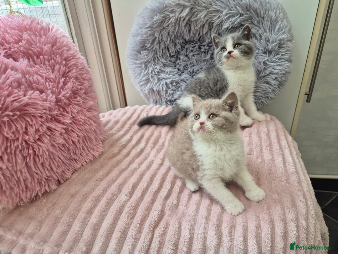 British Shorthair cats for sale: GCCF reg with champions in pedigree - Image 12
