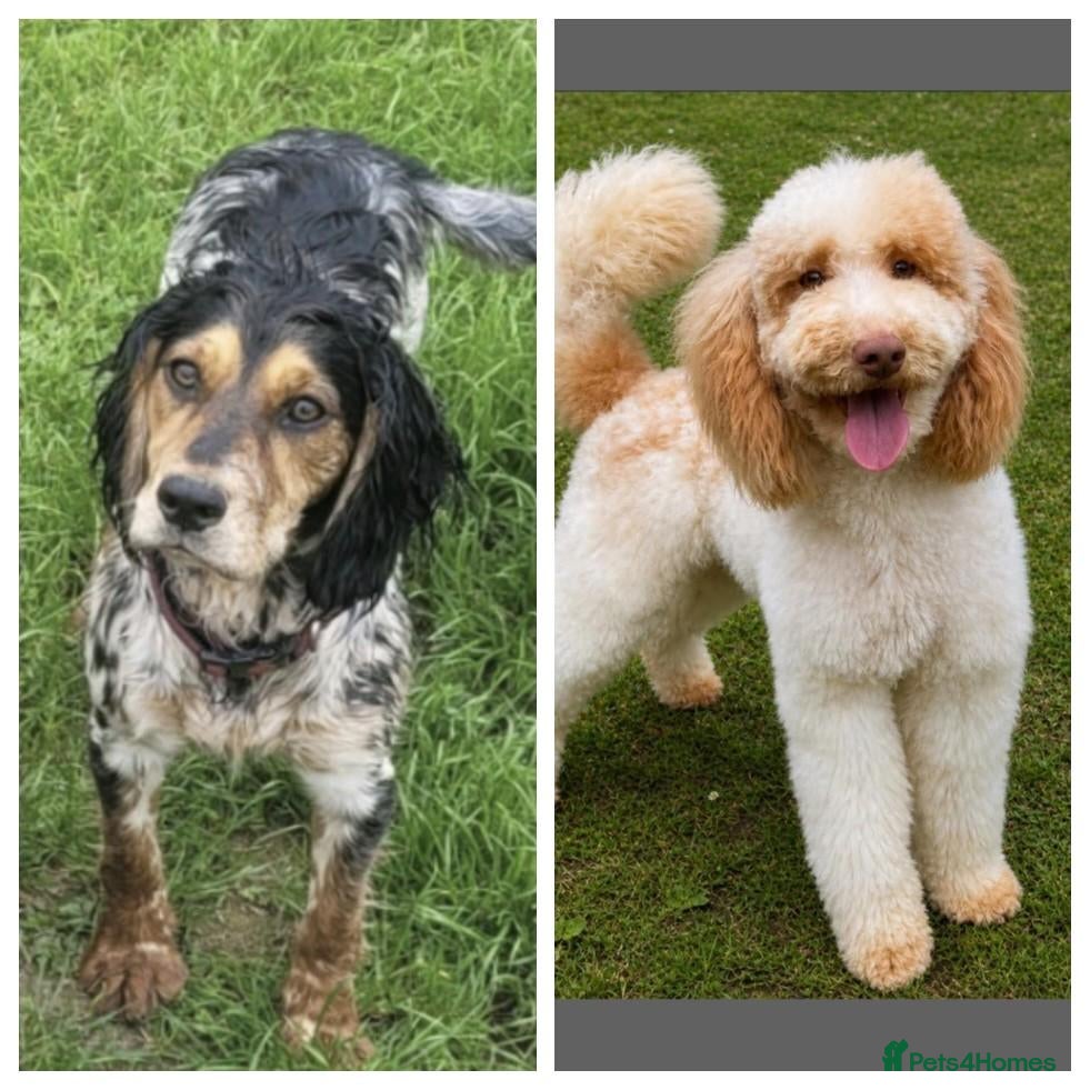 Cockapoo dogs F1 cockapoos licensed breeder - Advert 3