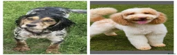 Cockapoo dogs for sale: F1 cockapoos licensed breeder - Advert 4