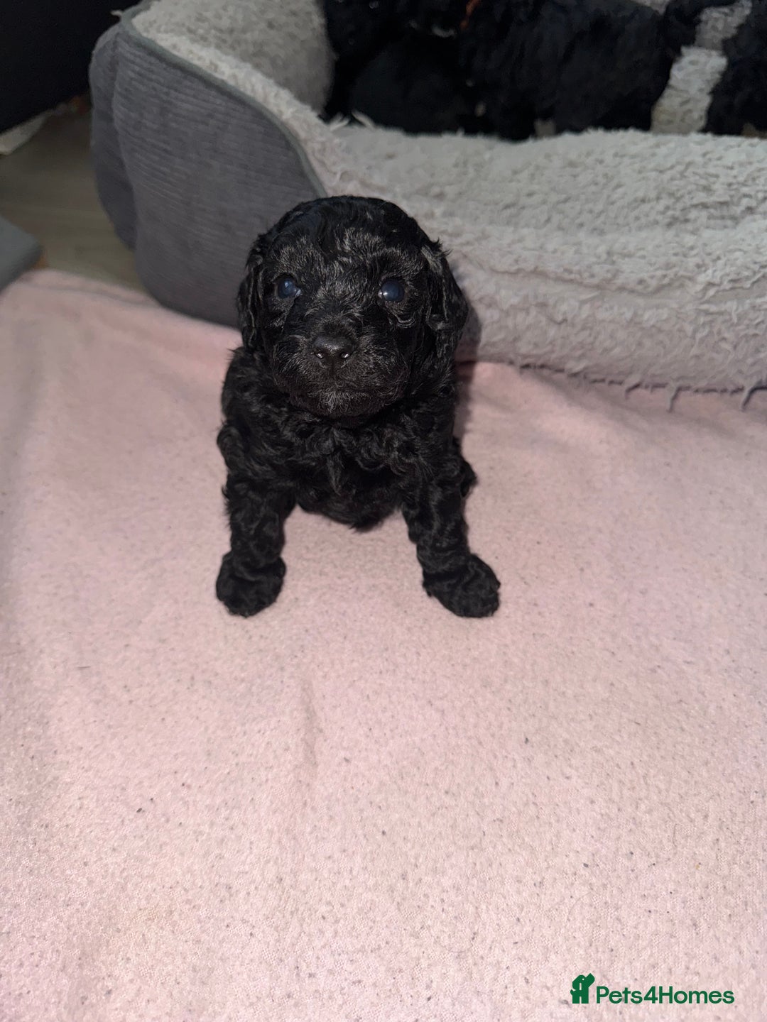 Toy Poodle dogs for sale: Beautiful Toy Poodle Puppies - Ready to reserve - Advert 7