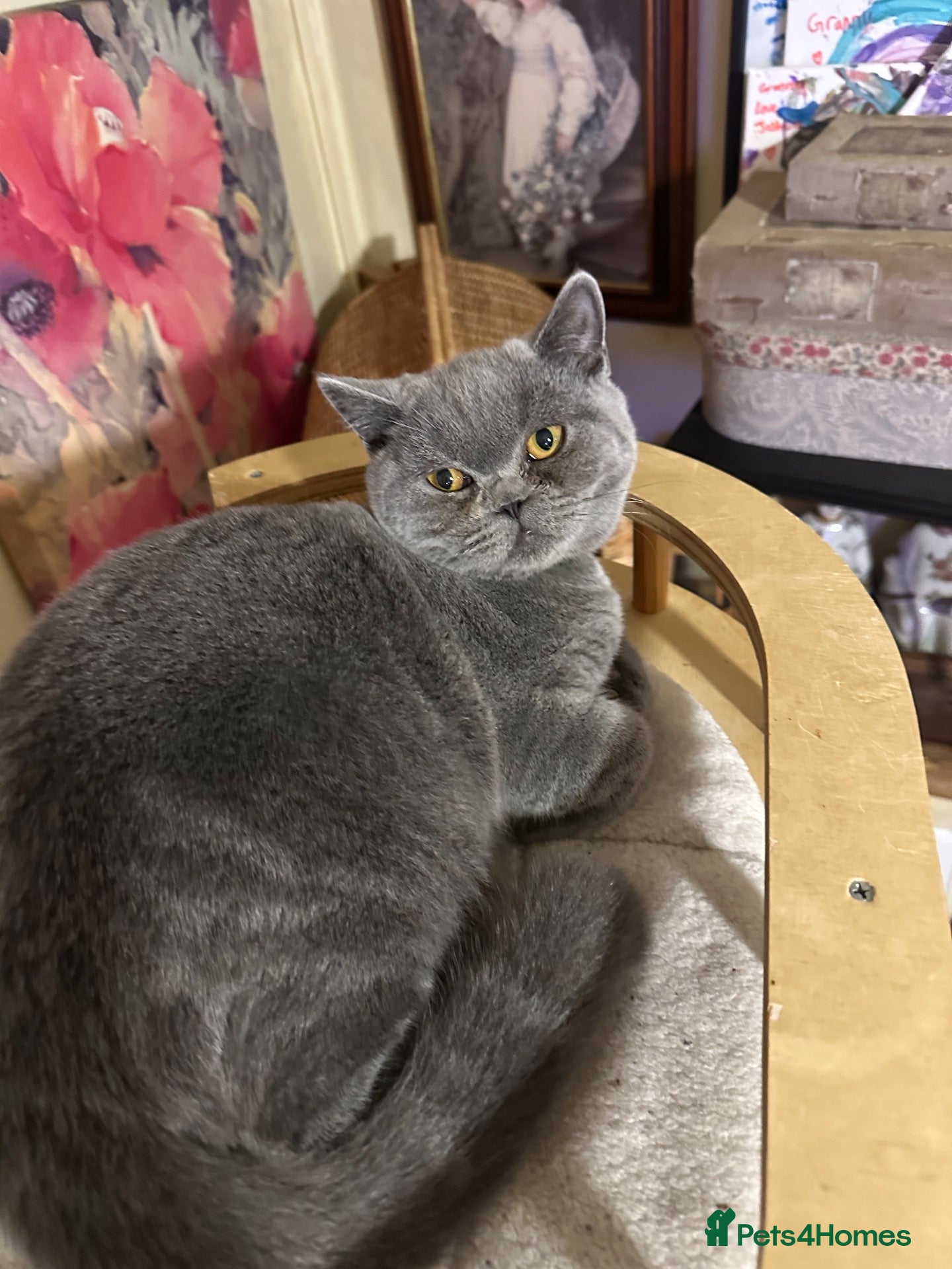British Shorthair cats British shorthair GCCF registered MALE  - Advert 12