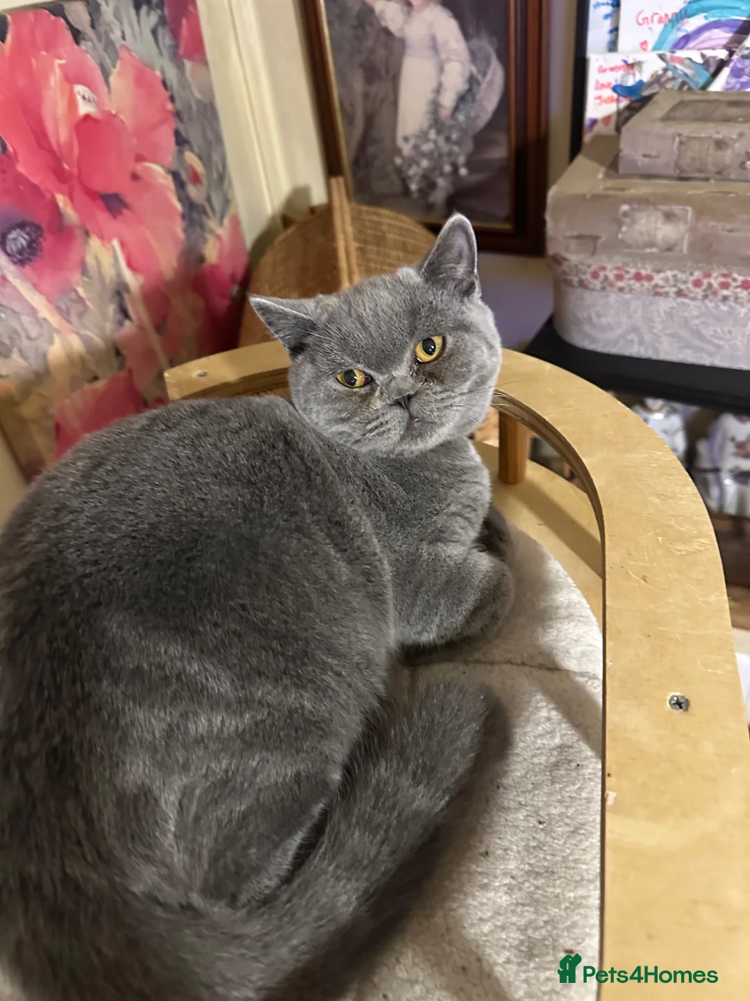 British Shorthair cats for sale: British shorthair GCCF registered MALE  - Advert 11