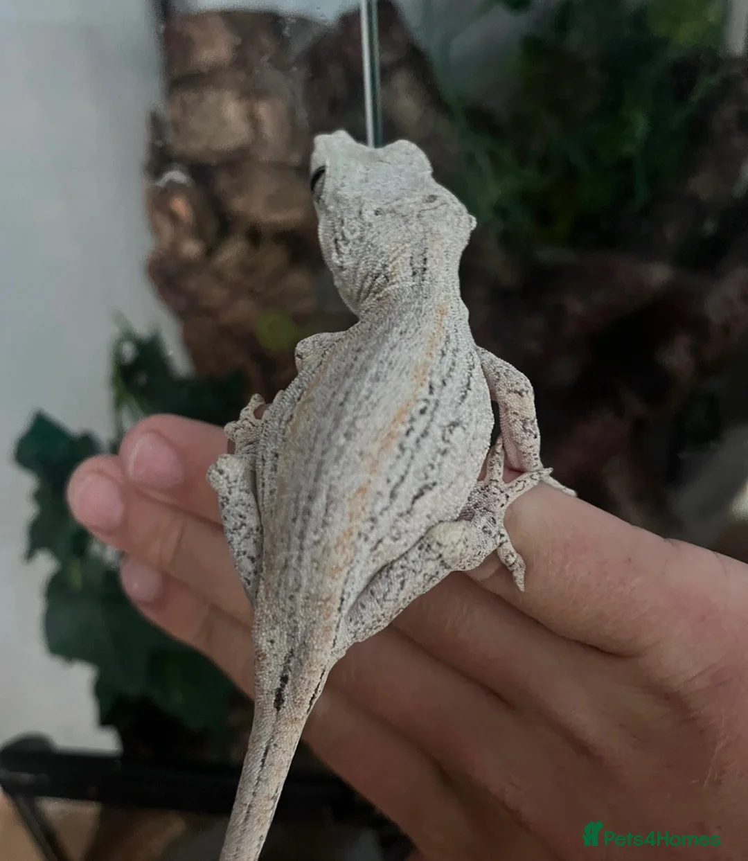 Gecko reptiles for sale: Gargoyles gecko and crested geckos  - Advert 17