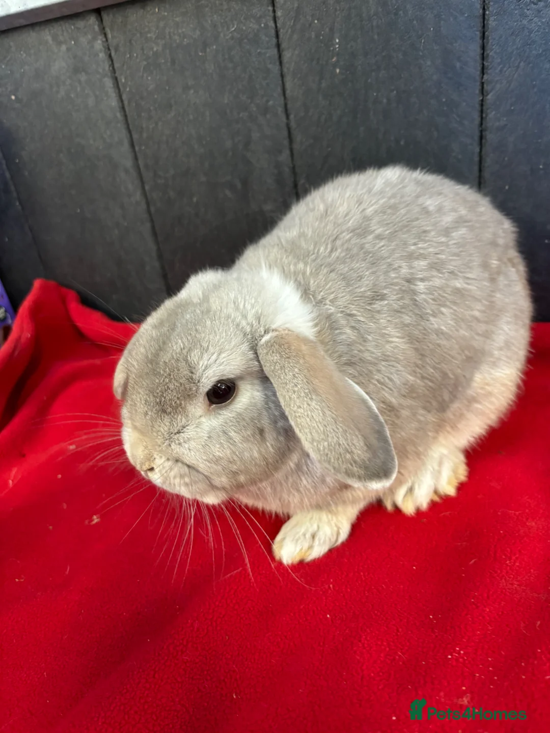 Mini Lop rabbits for sale: Stunning house bunny  - Advert 1