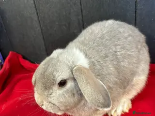 Mini Lop rabbits for sale: Stunning house bunny - Advert 2