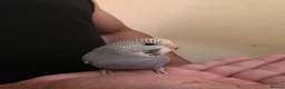 Budgerigars birds for sale: Silly hand tamed baby budgies for sale  - Advert 7