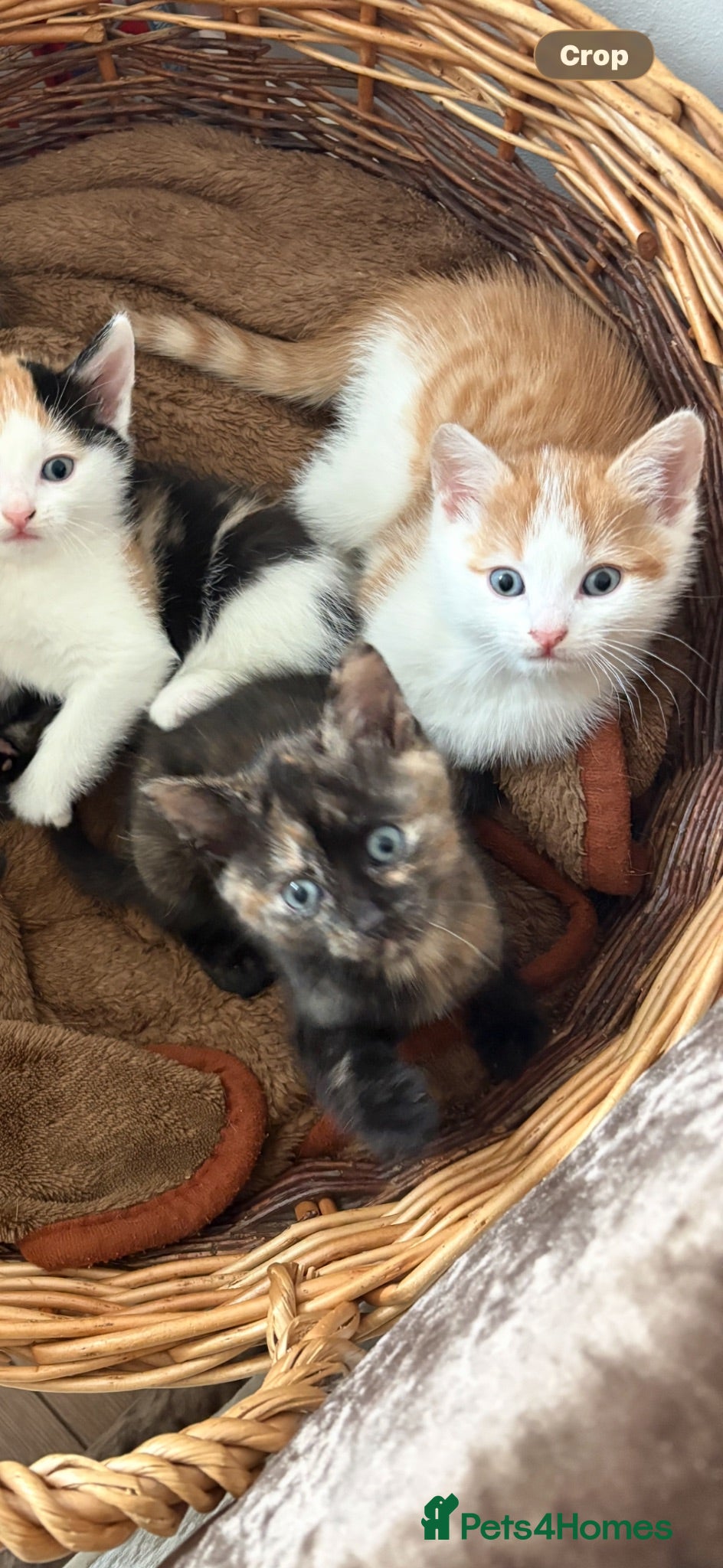 Mixed Breed cats Playful Tortie Kitten Ready for Her Forever Home - Advert 1