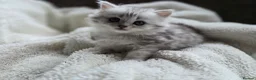 British Longhair cats for sale: Most Beautiful British Longhair Kittens - Advert 4