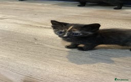 Mixed Breed cats for sale: Semi Longhaired Kittens - Image 17