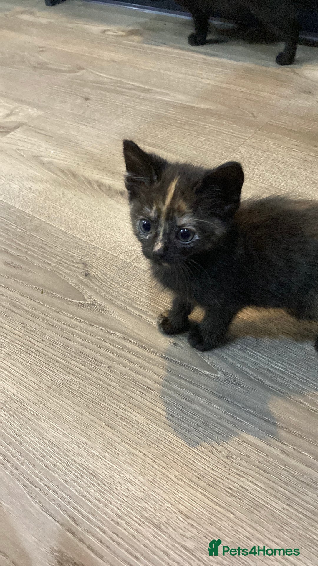 Mixed Breed cats for sale: Semi Longhaired Kittens - Image 17