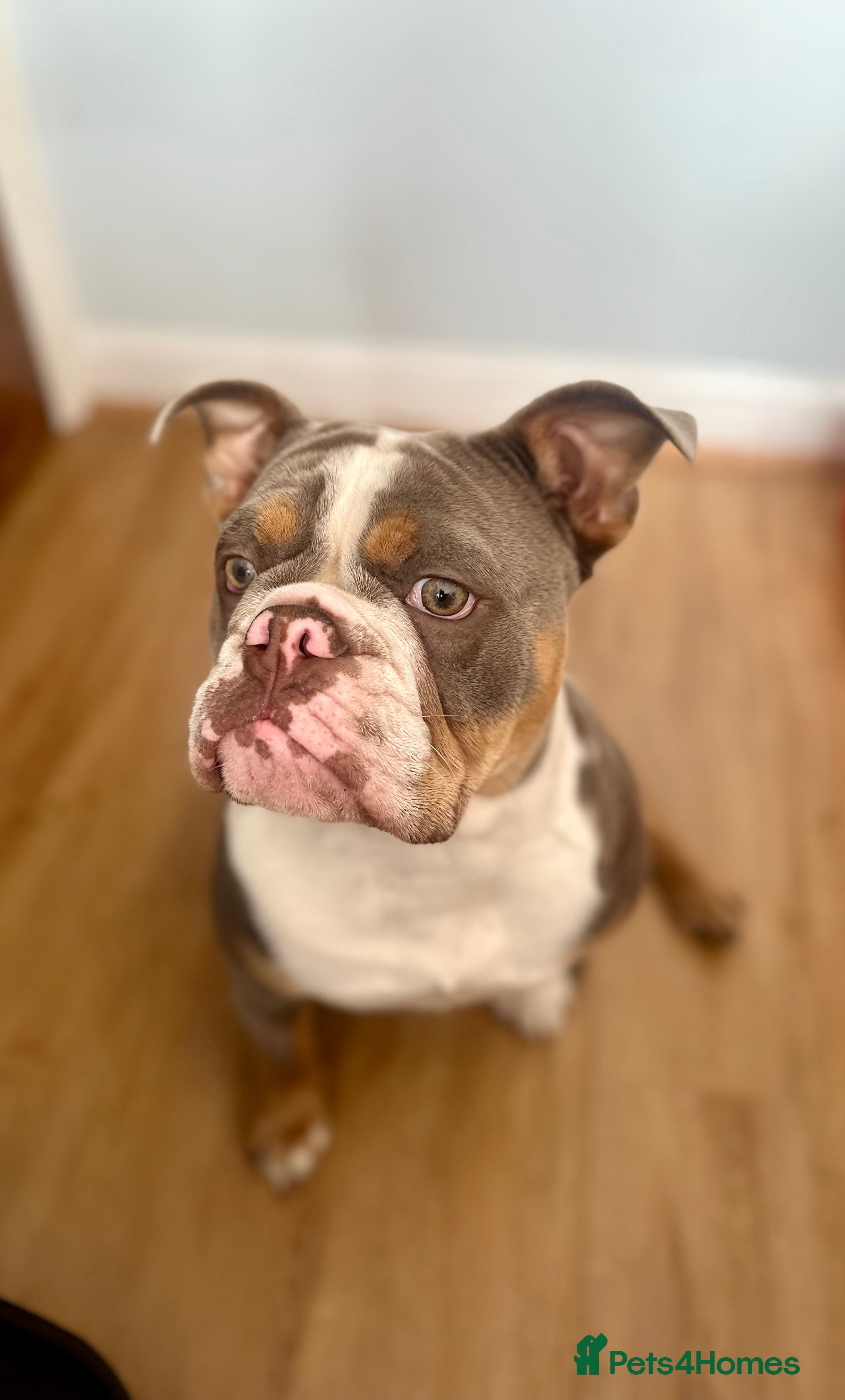 English Bulldog dogs BEAUTIFUL LILUC TRI + LILUC TRI MEARL BULLDOGS - Advert 8