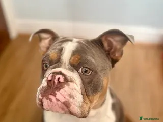 English Bulldog dogs BEAUTIFUL LILUC TRI + LILUC TRI MEARL BULLDOGS - Advert 8