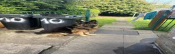 German Shepherd dogs for sale: Long hair German Shepherd  - Advert 3