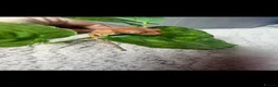 Gecko reptiles for sale: Crested gecko babies  - Advert 4
