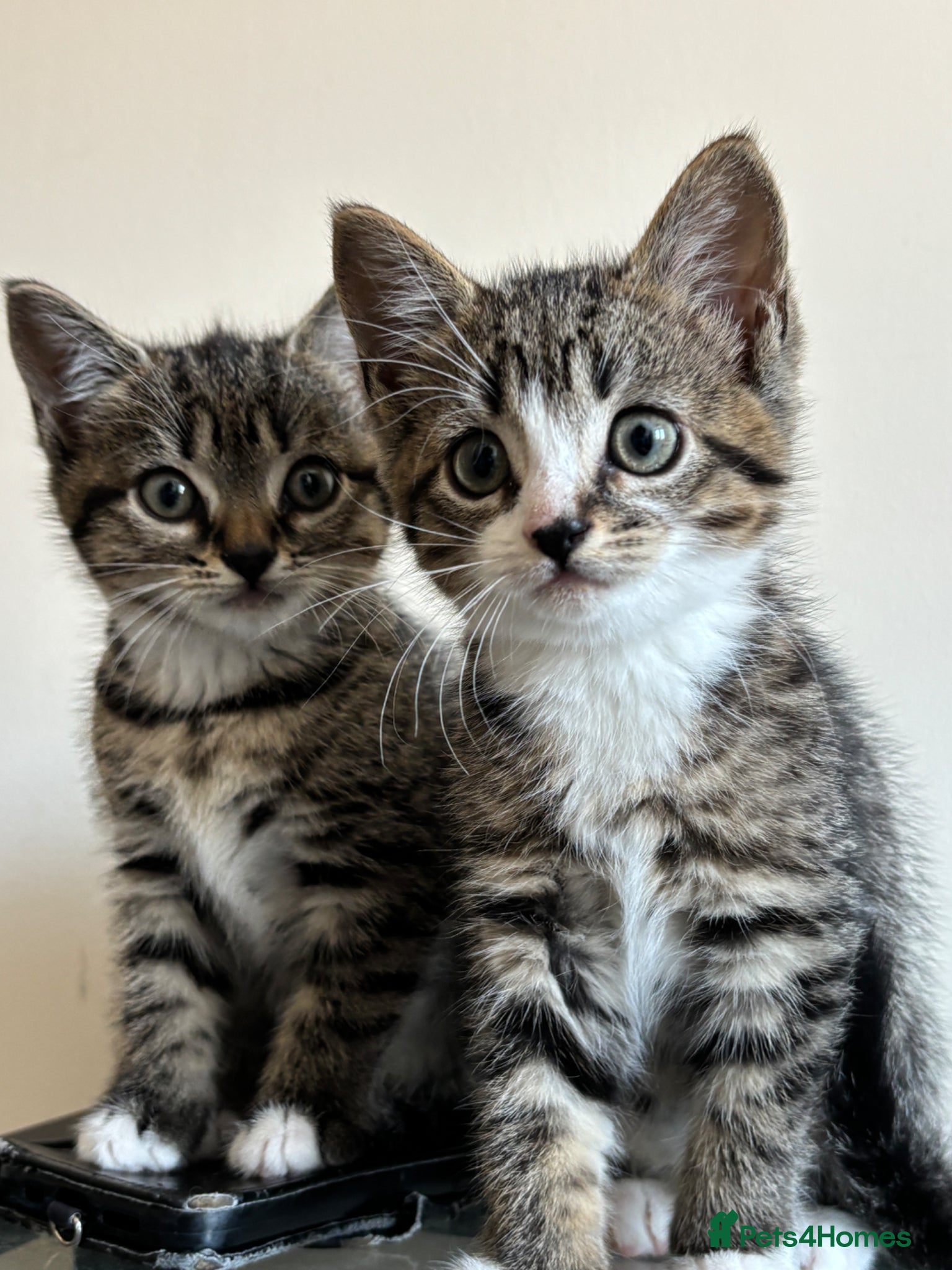 Mixed Breed cats Beautiful Tabby Kittens - Ready to go - Advert 1
