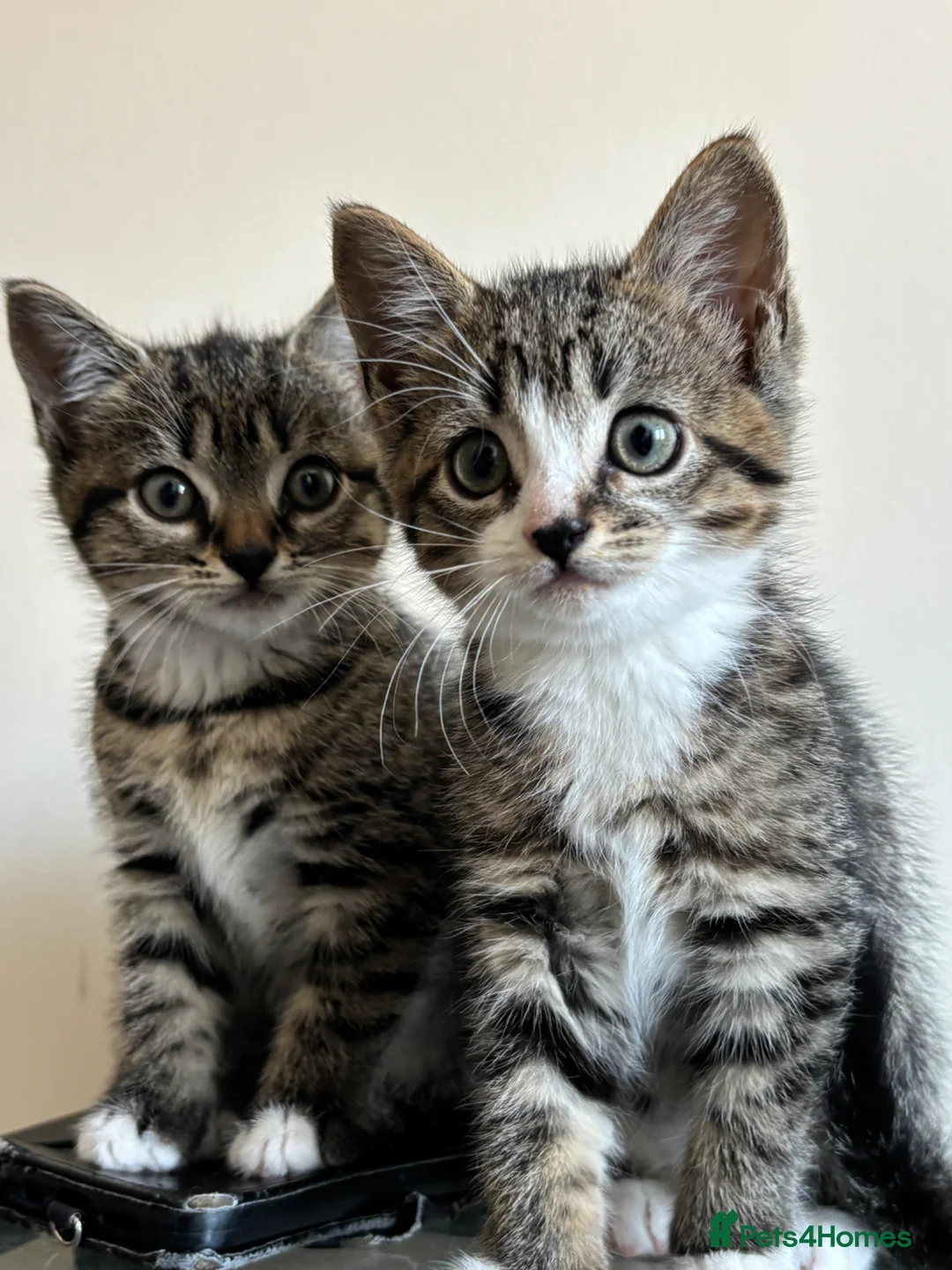 Mixed Breed cats for sale: Beautiful Tabby Kittens - Ready to go - Advert 1
