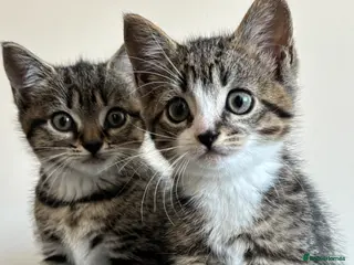 Mixed Breed cats Beautiful Tabby Kittens - Ready to go - Advert 6