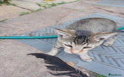 British Shorthair cats for sale: Kitten boy  - Image 2