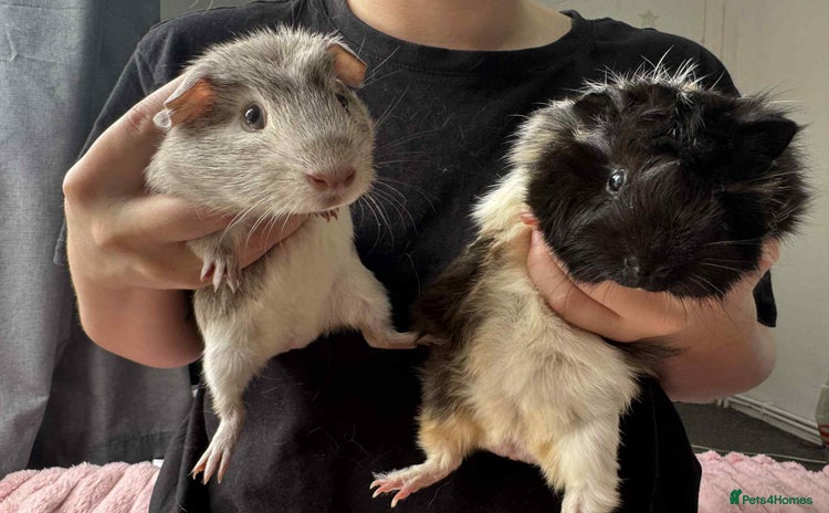 Guinea Pig rodents - Advert 2