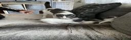 Mixed Breed cats for sale: Will be looking for homes soon - Advert 1