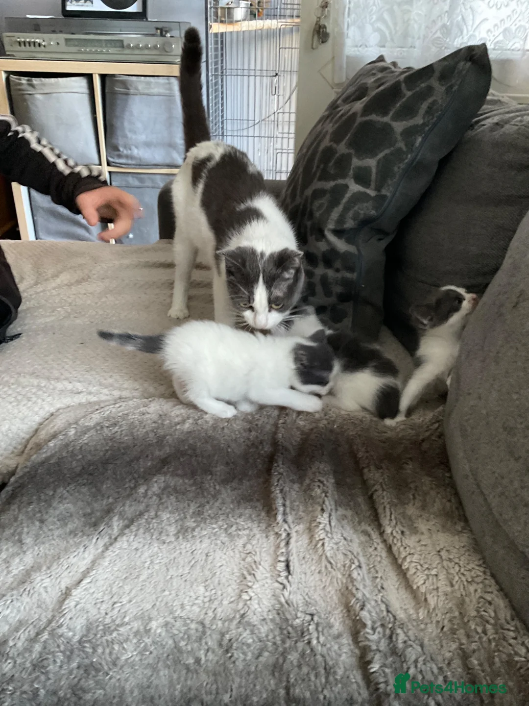 Mixed Breed cats for sale: Will be looking for homes soon - Advert 1