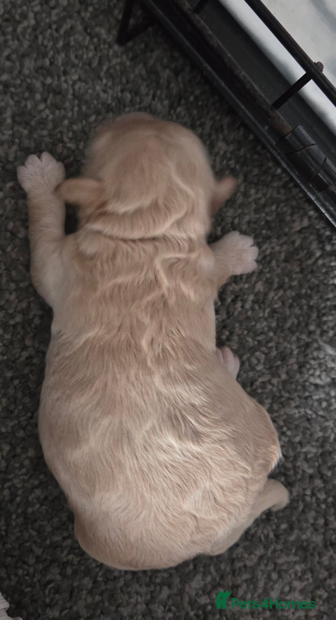 Mixed Breed dogs for sale: Maltons  - Advert 15