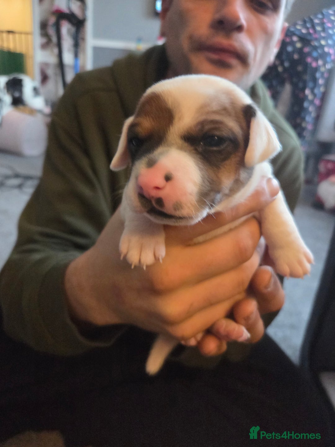 Jack Russell dogs for sale: Jack russell puppy - Advert 4