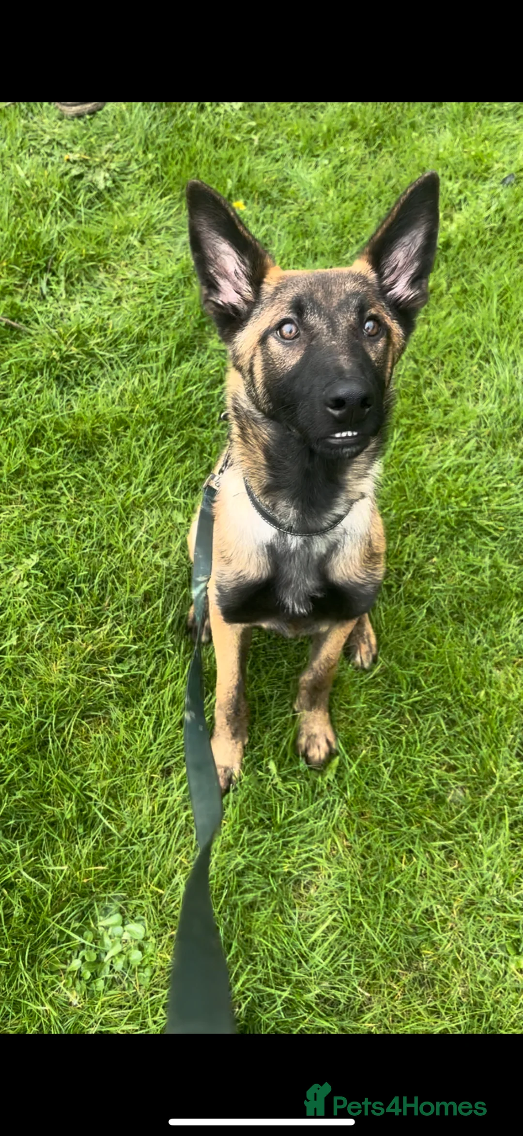 Belgian Shepherd Dog dogs for sale: Enzo! - Advert 2