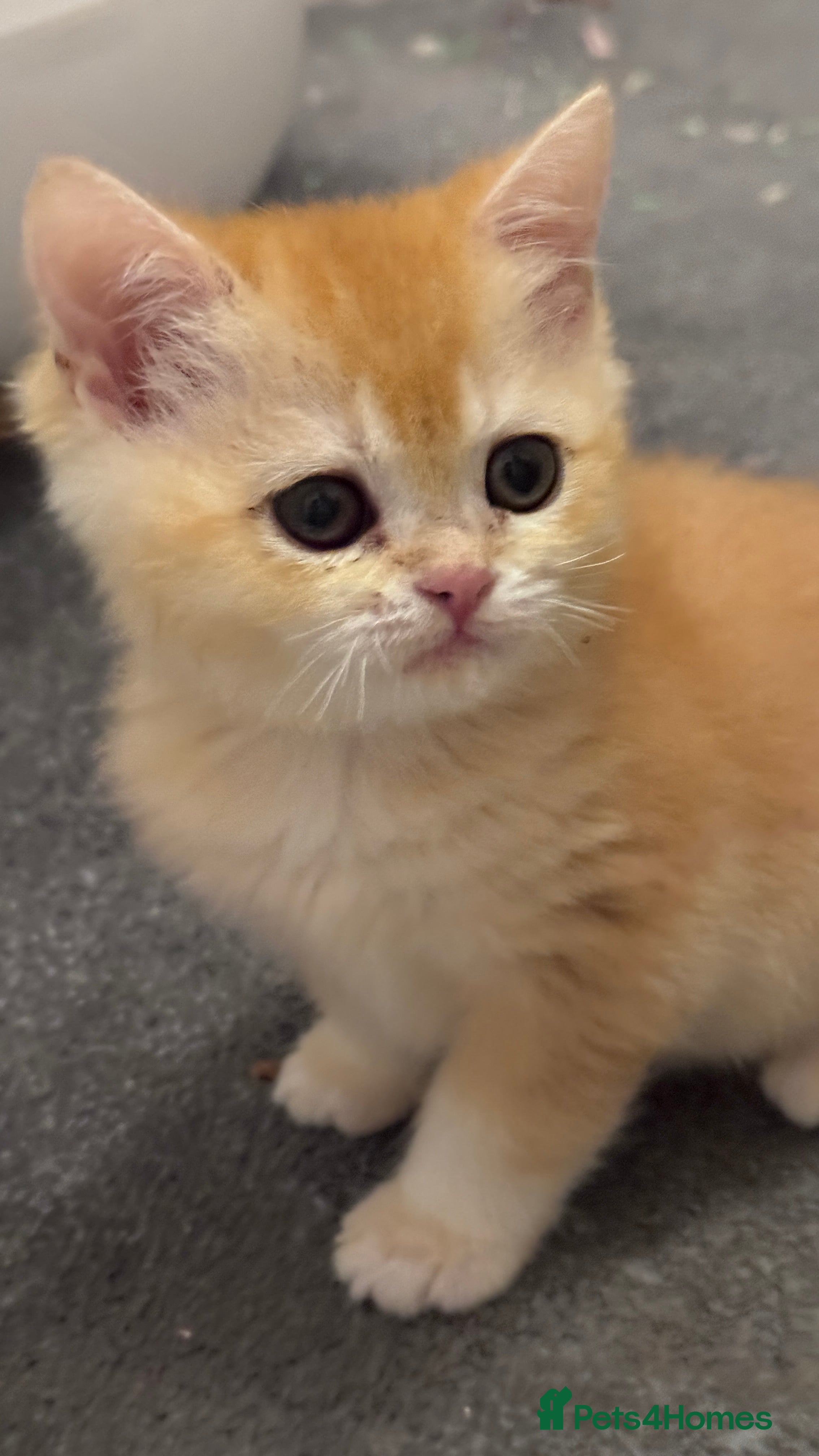 British Shorthair cats Adorable GCCF BSH BY12 one girl left  - Advert 2