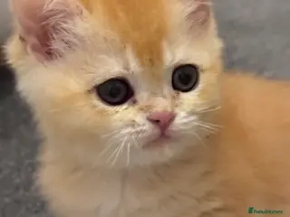 British Shorthair cats Adorable GCCF BSH BY12 one girl left - Advert 2