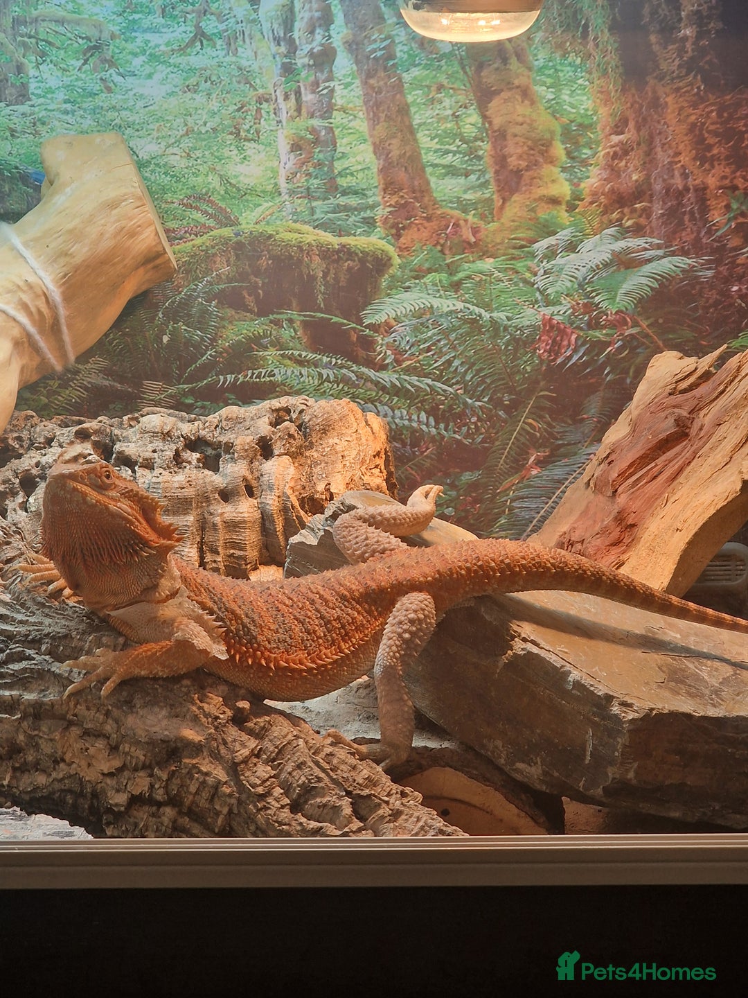 Bearded Dragon reptiles for sale: Female Bearded Dragon with Vivarium - Image 5