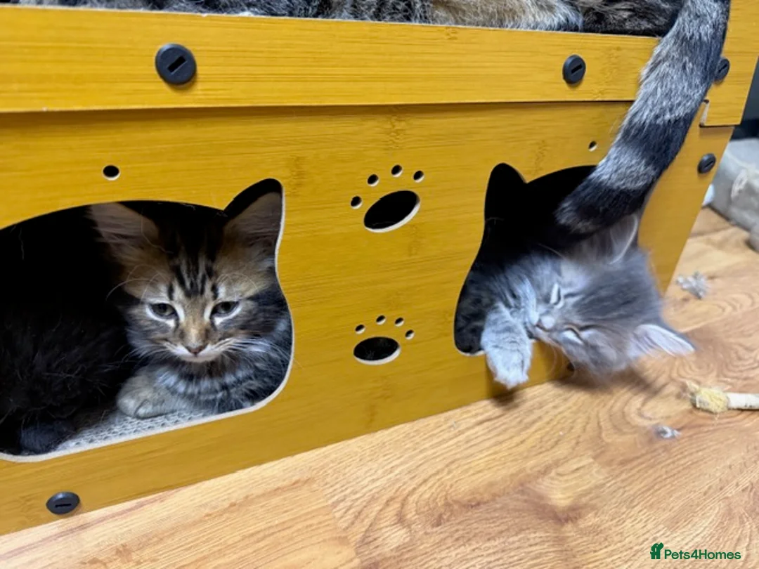 Persian cats for sale: Beautiful Persian Cross kittens for sale - Advert 6